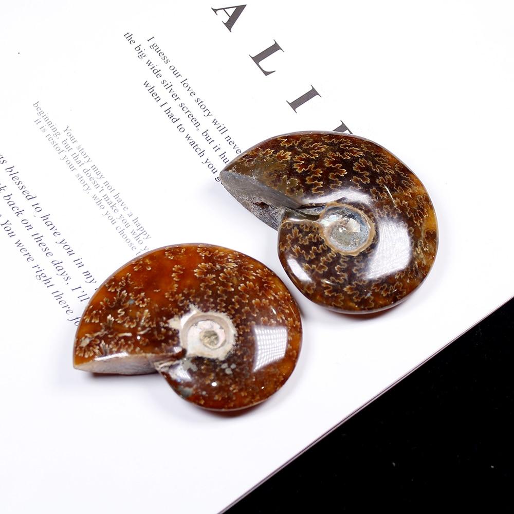 1pc Natural Conch Fossil  Rough Stone Ornaments Ammonite Slices Polished Conch Fossil crystal specimen healing