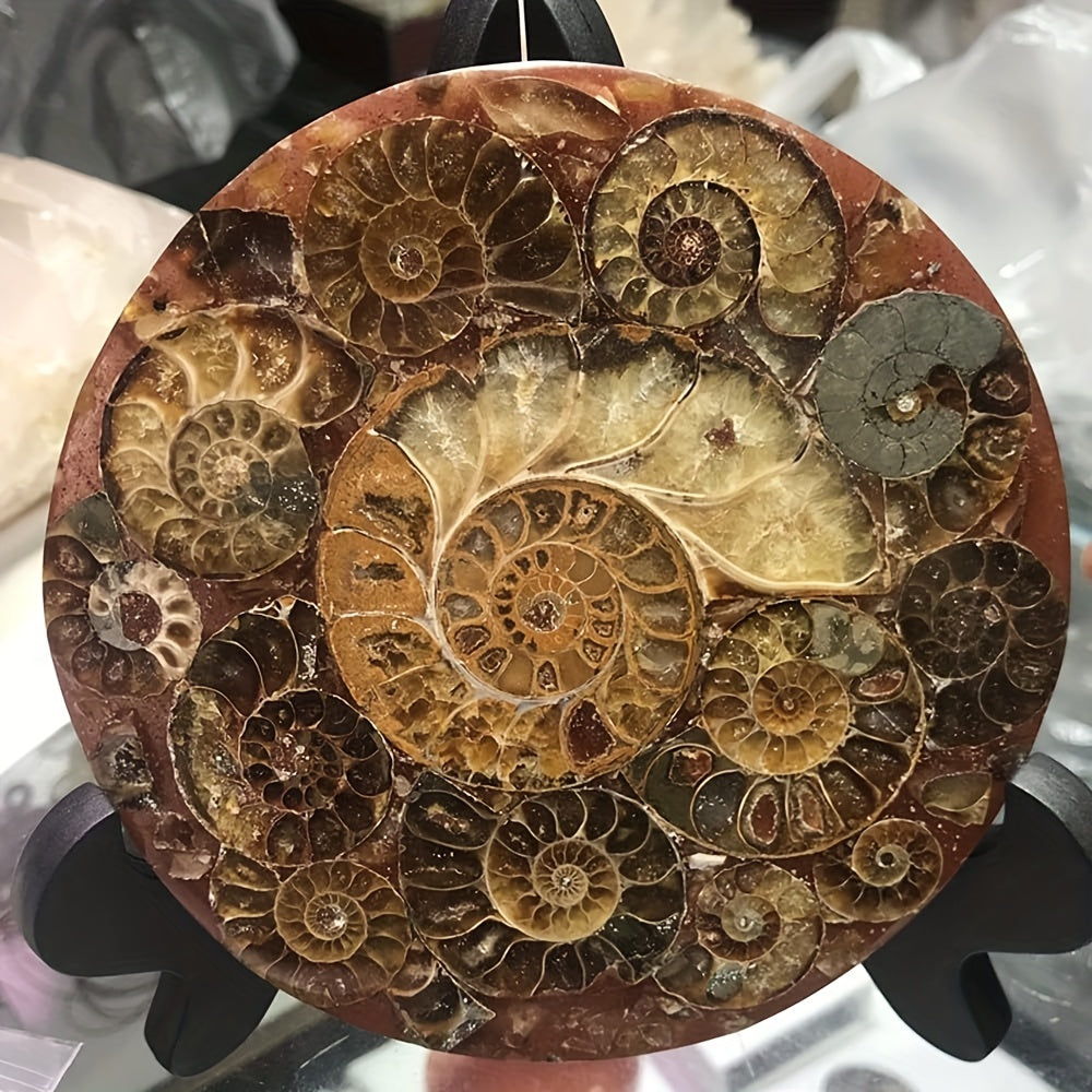 Energize and Beautify Any Room with Ammonite Fossil Decor – The Perfect Indoor/Outdoor Gift for Meditation, Reiki & Special Occasions