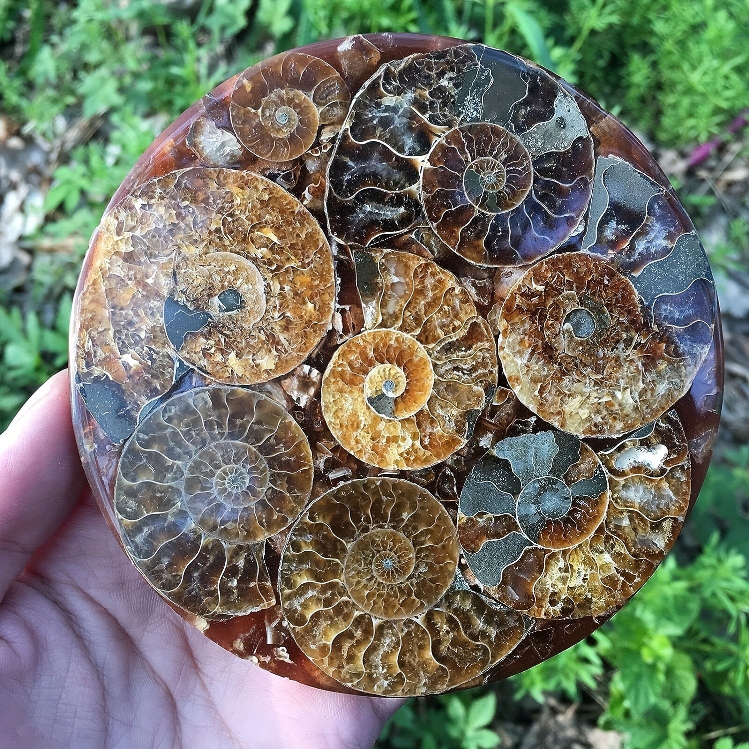 Energize and Beautify Any Room with Ammonite Fossil Decor – The Perfect Indoor/Outdoor Gift for Meditation, Reiki & Special Occasions