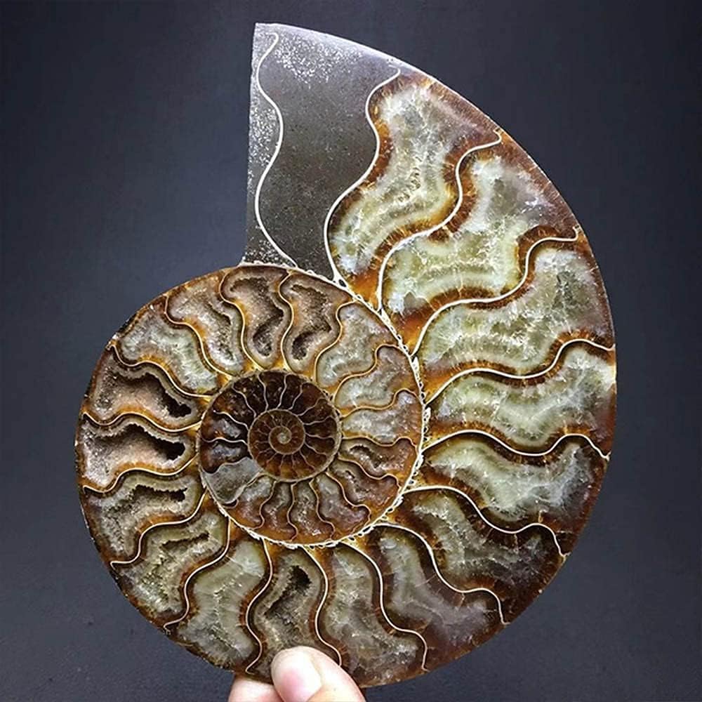 Natural Beautiful Ammonite Fossil Conch Specimen Collectibles Home Decor Gifts Ornament (5-6in/300g-400g)