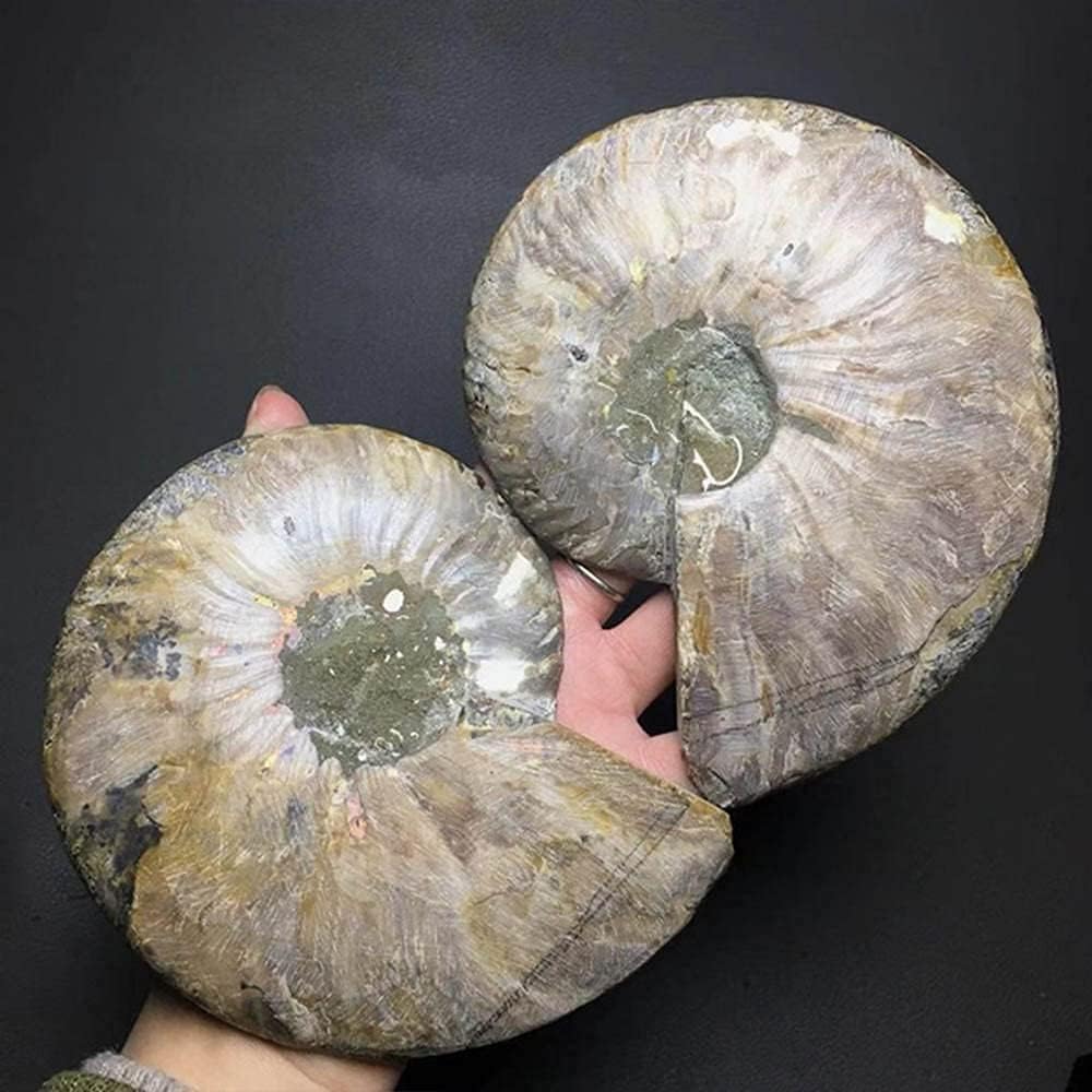 Natural Beautiful Ammonite Fossil Conch Specimen Collectibles Home Decor Gifts Ornament (5-6in/300g-400g)