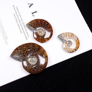 1pc Natural Conch Fossil  Rough Stone Ornaments Ammonite Slices Polished Conch Fossil crystal specimen healing