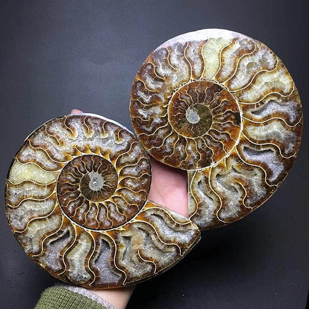 Natural Beautiful Ammonite Fossil Conch Specimen Collectibles Home Decor Gifts Ornament (5-6in/300g-400g)