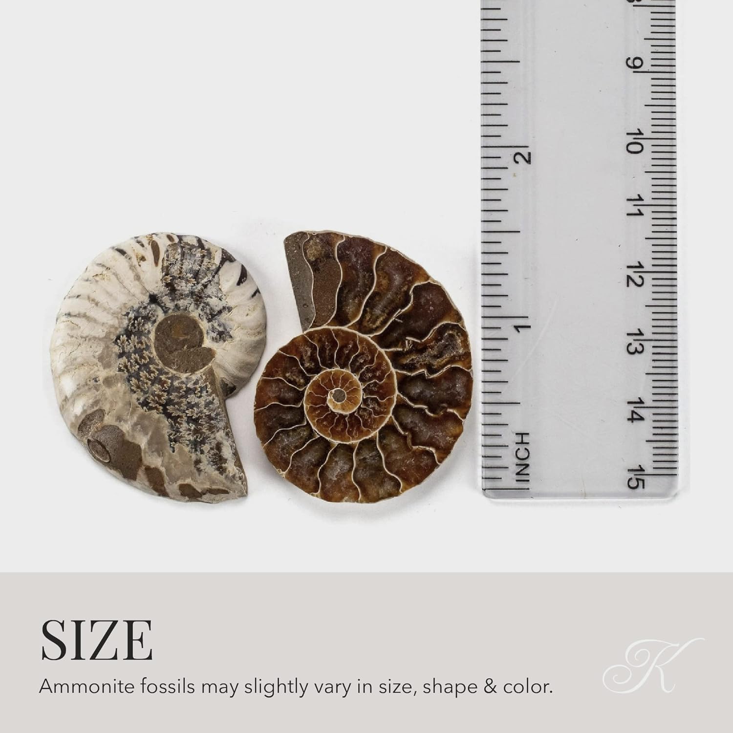 KALIFANO Extinct Natural Polished Ammonite Shell Pair Fossil Stone - Mineral from Madagascar with Feng Shui Healing Properties Thought to Bring Wealth, Prosperity, and Relaxation