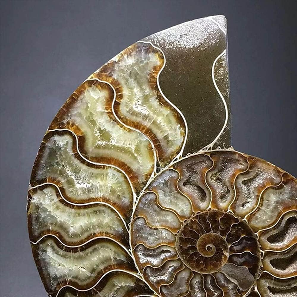 Natural Beautiful Ammonite Fossil Conch Specimen Collectibles Home Decor Gifts Ornament (5-6in/300g-400g)