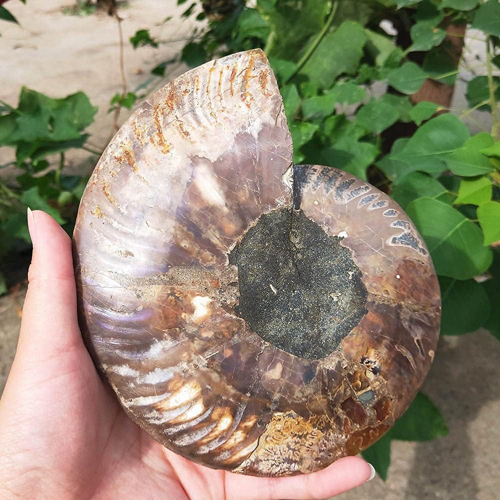 Natural Beautiful Ammonite Fossil Conch Specimen Collectibles Home Decor Gifts Ornament (5-6in/300g-400g)