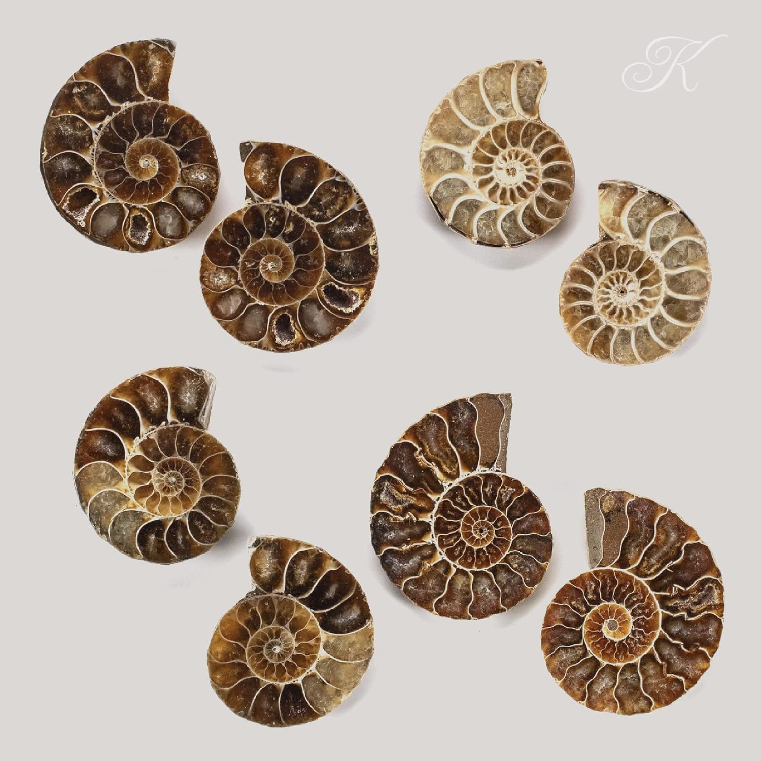 KALIFANO Extinct Natural Polished Ammonite Shell Pair Fossil Stone - Mineral from Madagascar with Feng Shui Healing Properties Thought to Bring Wealth, Prosperity, and Relaxation