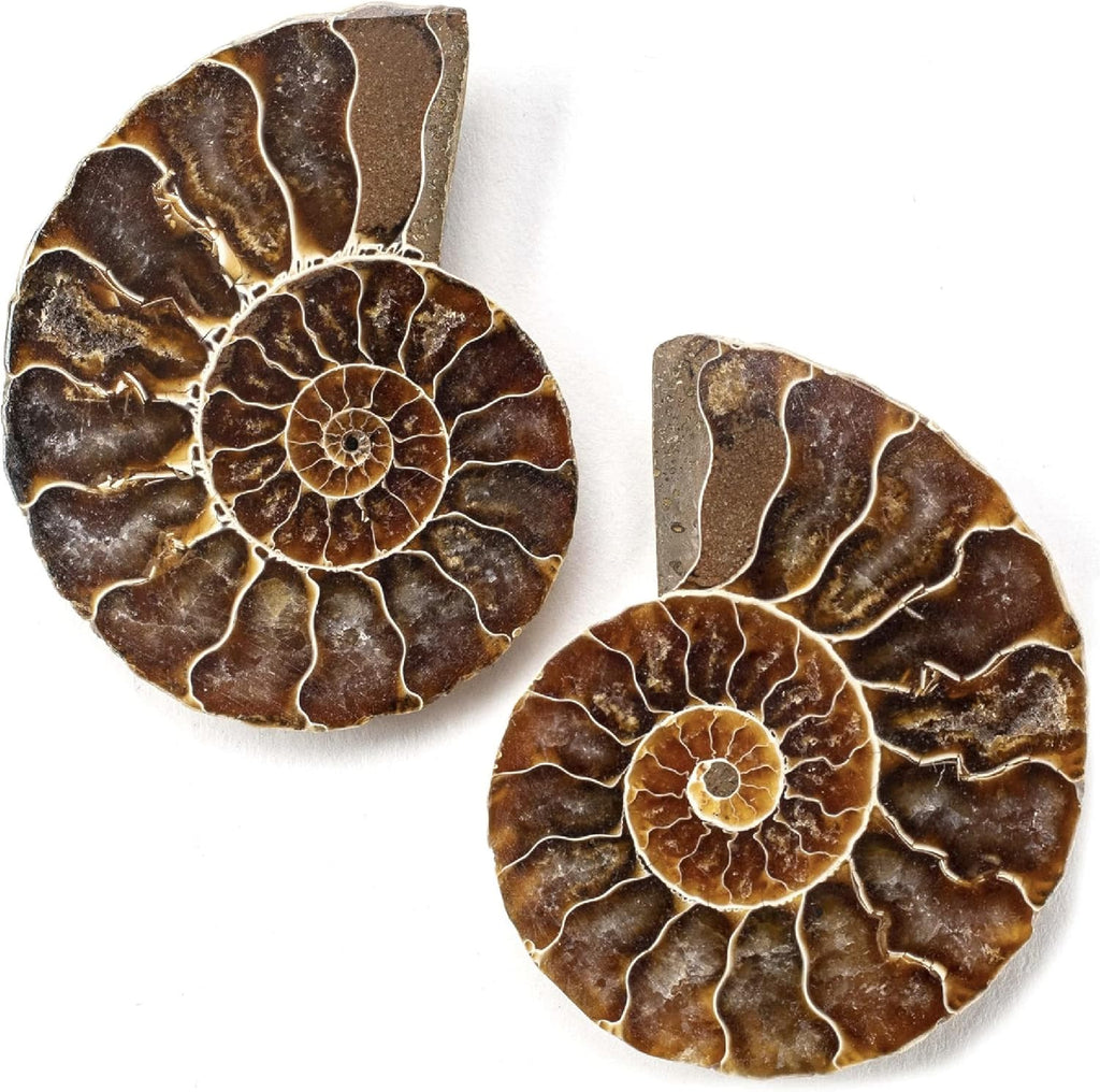 KALIFANO Extinct Natural Polished Ammonite Shell Pair Fossil Stone - Mineral from Madagascar with Feng Shui Healing Properties Thought to Bring Wealth, Prosperity, and Relaxation