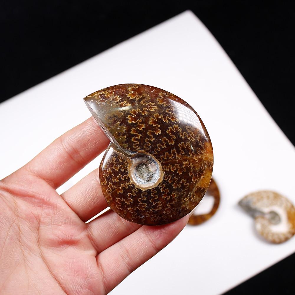 1pc Natural Conch Fossil  Rough Stone Ornaments Ammonite Slices Polished Conch Fossil crystal specimen healing