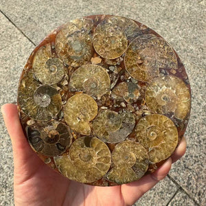 Ammonites Fossiles Discs Natural Stone Discs Fossiles Collection Crystal Collection