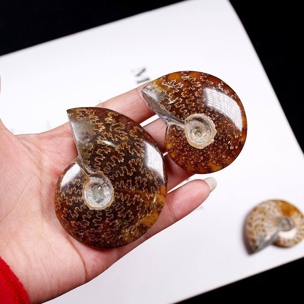 1pc Natural Conch Fossil  Rough Stone Ornaments Ammonite Slices Polished Conch Fossil crystal specimen healing