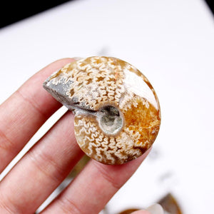 1pc Natural Conch Fossil  Rough Stone Ornaments Ammonite Slices Polished Conch Fossil crystal specimen healing