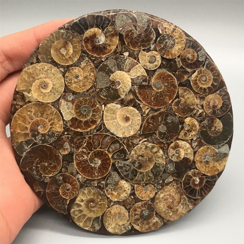 1pc Natural Ammonite Disc Fossil Conch Specimen,Mineral specimen, Home decoration, Reiki healing