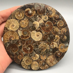 1pc Natural Ammonite Disc Fossil Conch Specimen,Mineral specimen, Home decoration, Reiki healing