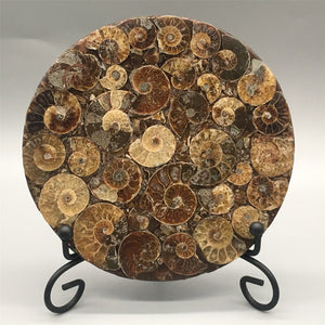 1pc Natural Ammonite Disc Fossil Conch Specimen,Mineral specimen, Home decoration, Reiki healing