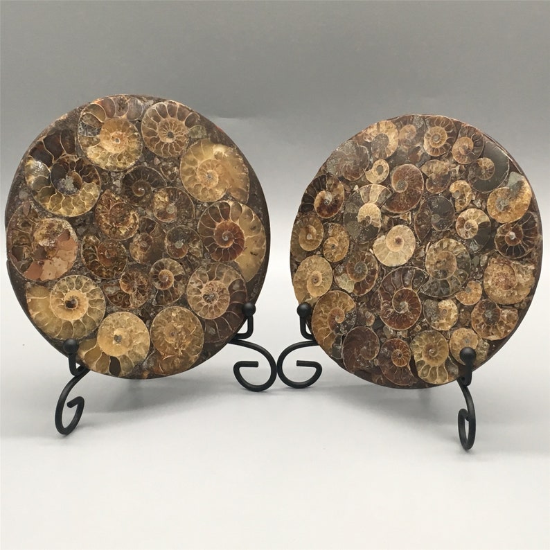 1pc Natural Ammonite Disc Fossil Conch Specimen,Mineral specimen, Home decoration, Reiki healing