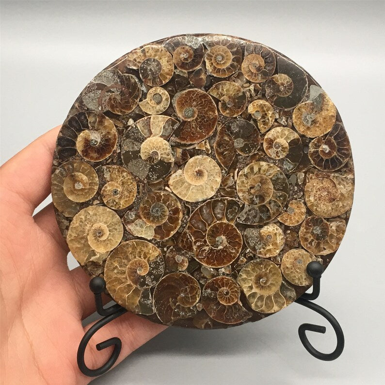 1pc Natural Ammonite Disc Fossil Conch Specimen,Mineral specimen, Home decoration, Reiki healing