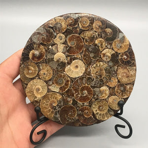 1pc Natural Ammonite Disc Fossil Conch Specimen,Mineral specimen, Home decoration, Reiki healing