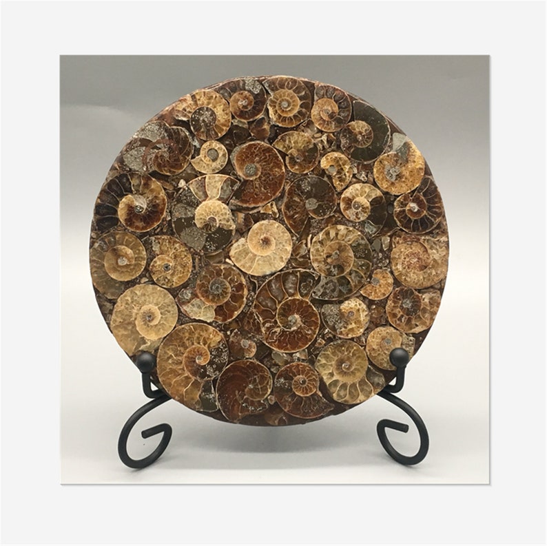 1pc Natural Ammonite Disc Fossil Conch Specimen,Mineral specimen, Home decoration, Reiki healing
