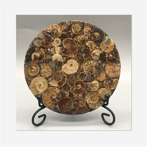 1pc Natural Ammonite Disc Fossil Conch Specimen,Mineral specimen, Home decoration, Reiki healing