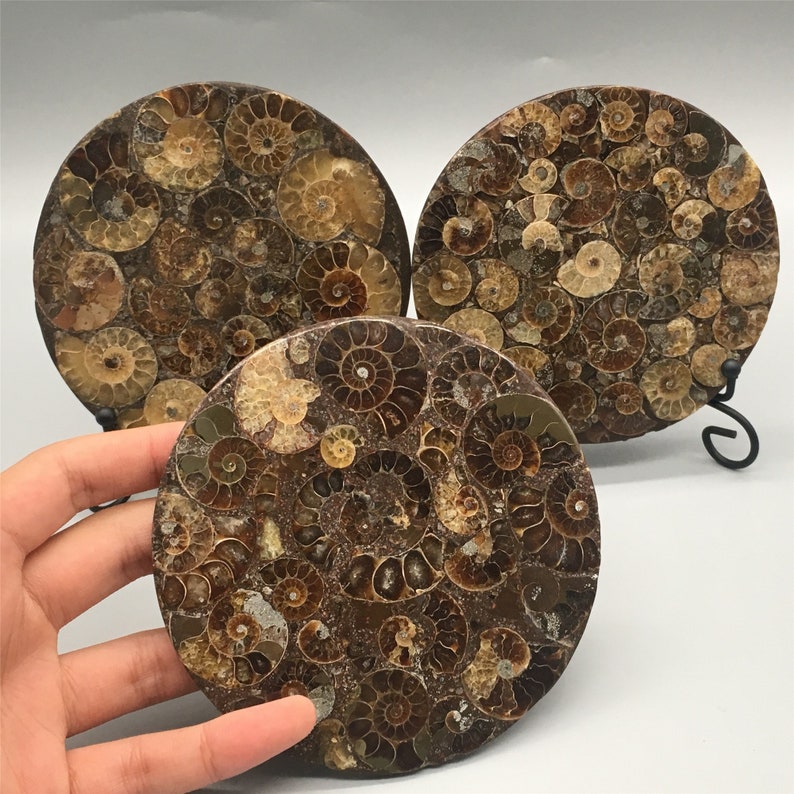 1pc Natural Ammonite Disc Fossil Conch Specimen,Mineral specimen, Home decoration, Reiki healing