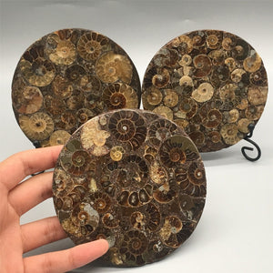 1pc Natural Ammonite Disc Fossil Conch Specimen,Mineral specimen, Home decoration, Reiki healing
