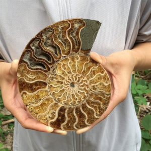 1PC 400g+ Natural Rare Ammonite Fossil Conch,Quartz Crystal Fossil,Fossil Specimen,Crystal Gifts,Reiki Heal,From Madagascar,Crystal Heal