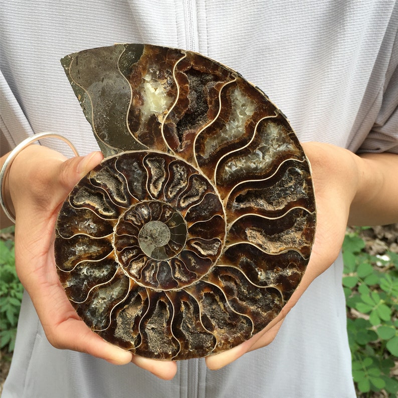900g A Pair Natural Rare Ammonite Fossil Conch,Quartz Crystal Fossil,Fossil Specimen,Home Decoration, Reiki Healing,From Madagascar,Gift