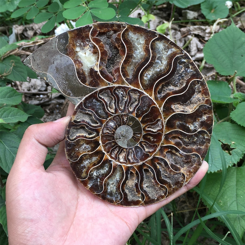 900g A Pair Natural Rare Ammonite Fossil Conch,Quartz Crystal Fossil,Fossil Specimen,Home Decoration, Reiki Healing,From Madagascar,Gift