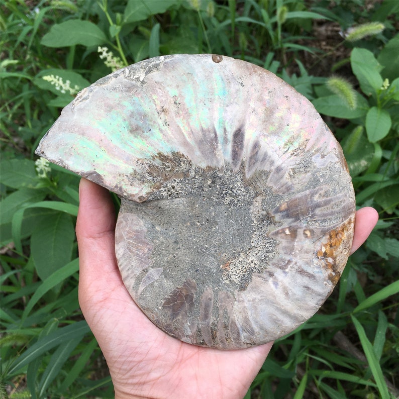 1PC 400g+ Natural Rare Ammonite Fossil Conch,Quartz Crystal Fossil,Fossil Specimen,Crystal Gifts,Reiki Heal,From Madagascar,Crystal Heal