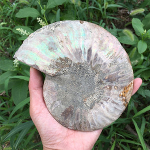 1PC 400g+ Natural Rare Ammonite Fossil Conch,Quartz Crystal Fossil,Fossil Specimen,Crystal Gifts,Reiki Heal,From Madagascar,Crystal Heal