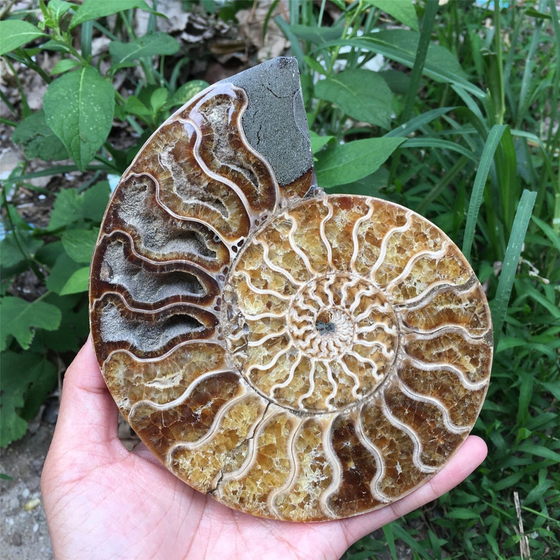 900g A Pair Natural Rare Ammonite Fossil Conch,Quartz Crystal Fossil,Fossil Specimen,Home Decoration, Reiki Healing,From Madagascar,Gift