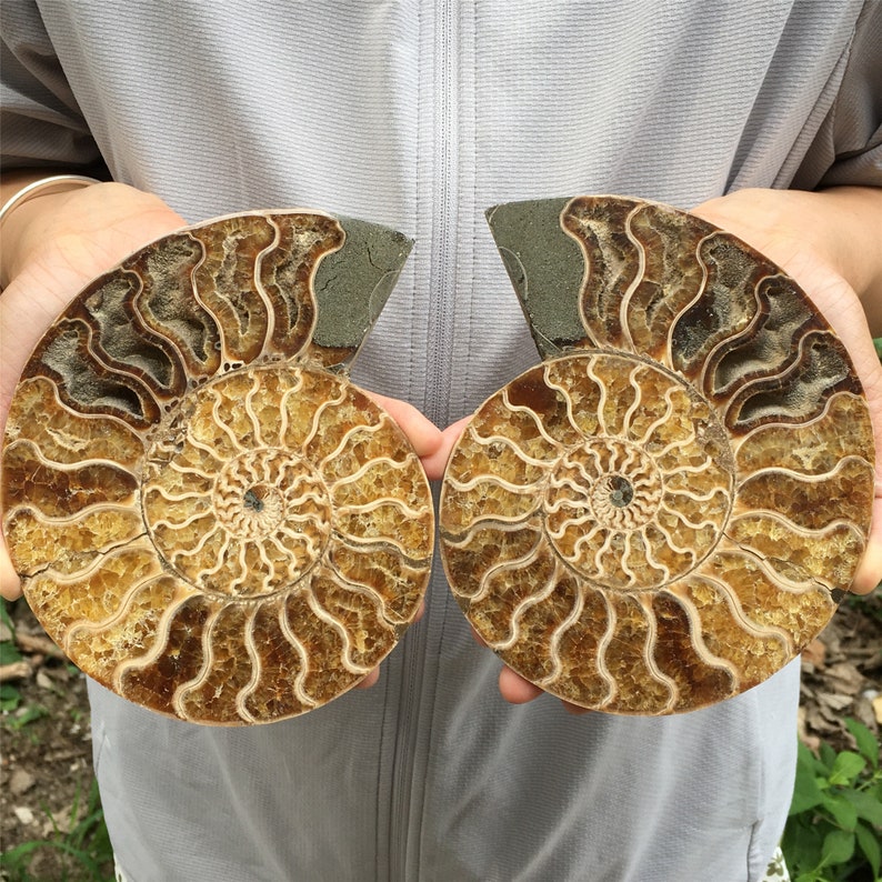 900g A Pair Natural Rare Ammonite Fossil Conch,Quartz Crystal Fossil,Fossil Specimen,Home Decoration, Reiki Healing,From Madagascar,Gift