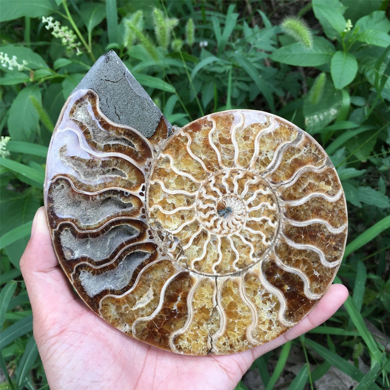 1PC 400g+ Natural Rare Ammonite Fossil Conch,Quartz Crystal Fossil,Fossil Specimen,Crystal Gifts,Reiki Heal,From Madagascar,Crystal Heal