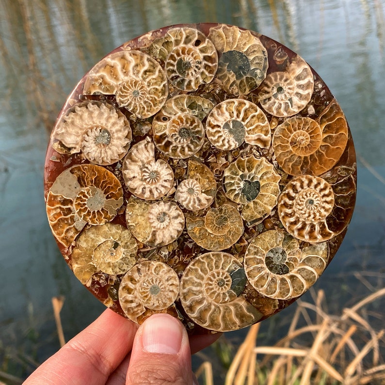 100g+ Natural Ammonite Disc Fossil Conch Specimen,Rock,Crystal Mineral Specimen,Crystal Reiki Heal, Home Decoration,Fossil Specimen 1PC