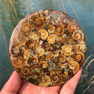100g+ Natural Ammonite Disc Fossil Conch Specimen,Rock,Crystal Mineral Specimen,Crystal Reiki Heal, Home Decoration,Fossil Specimen 1PC