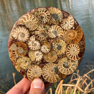 100g+ Natural Ammonite Disc Fossil Conch Specimen,Rock,Crystal Mineral Specimen,Crystal Reiki Heal, Home Decoration,Fossil Specimen 1PC