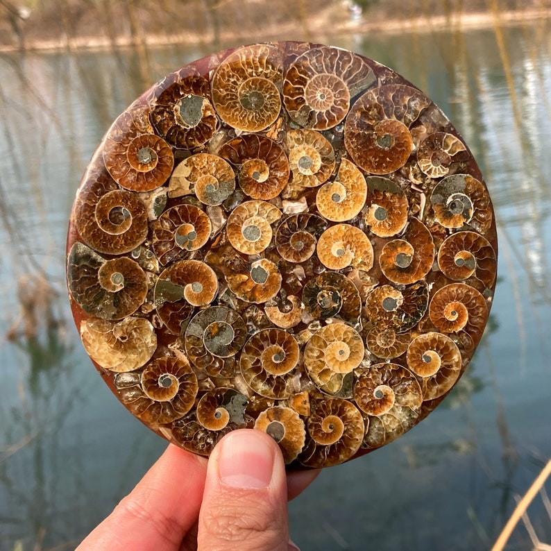 100g+ Natural Ammonite Disc Fossil Conch Specimen,Rock,Crystal Mineral Specimen,Crystal Reiki Heal, Home Decoration,Fossil Specimen 1PC
