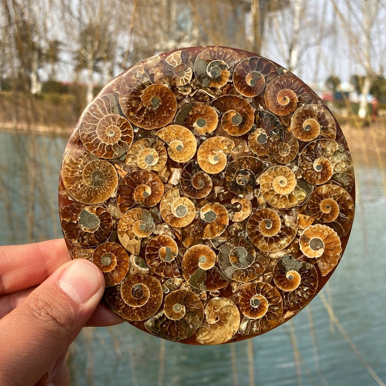 100g+ Natural Ammonite Disc Fossil Conch Specimen,Rock,Crystal Mineral Specimen,Crystal Reiki Heal, Home Decoration,Fossil Specimen 1PC