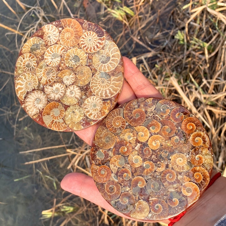 100g+ Natural Ammonite Disc Fossil Conch Specimen,Rock,Crystal Mineral Specimen,Crystal Reiki Heal, Home Decoration,Fossil Specimen 1PC