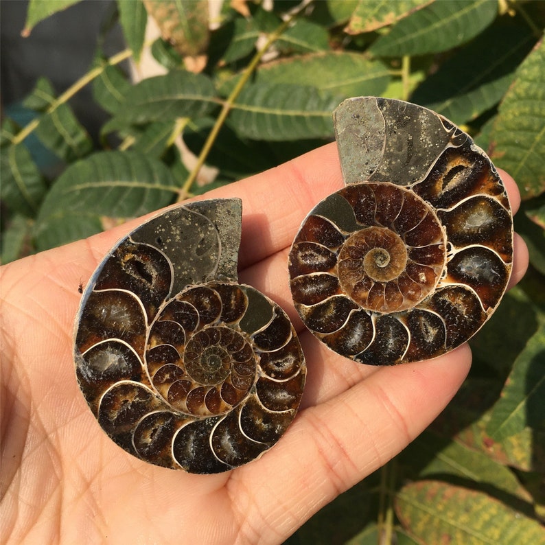 1PC Natural Rare Ammonite Fossil Conch,Crystal Quartz Fossil Conch,Reiki Heal,Home Decoration,From Madagascar From Madagascar,Crystal Gifts