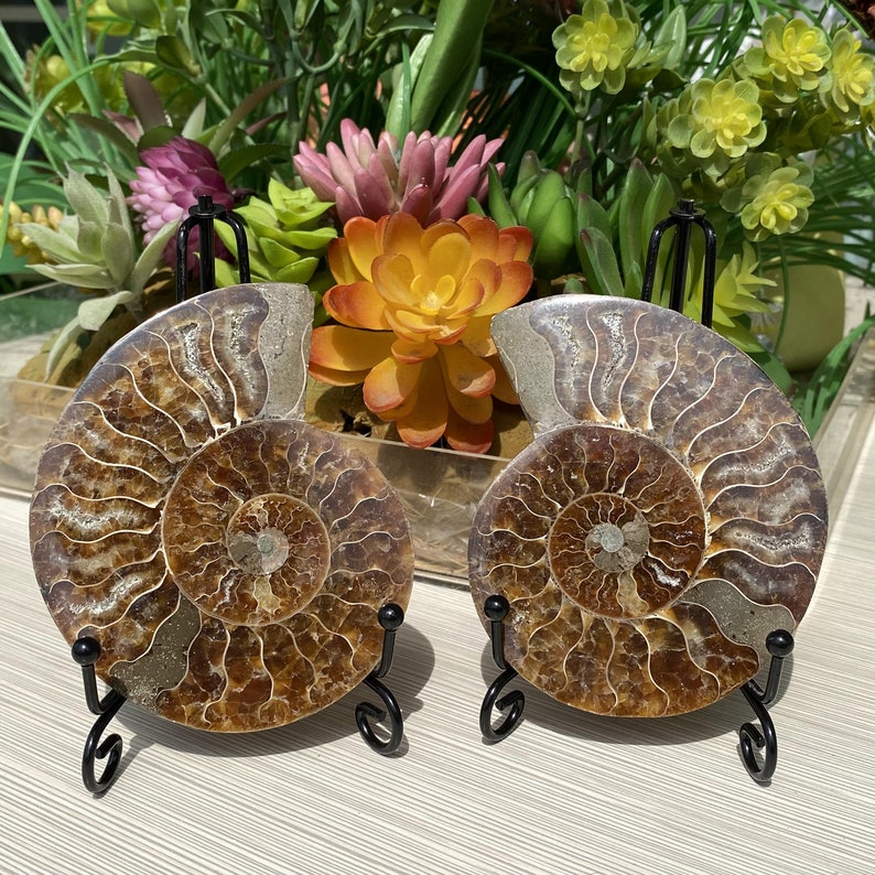 3.9''Natural Rare Ammonite Fossil Conch,Quartz Fossil,Fossil Specimen,Crystal Gifts,Reiki Heal,From Madagascar,Crystal Healing Gifts.