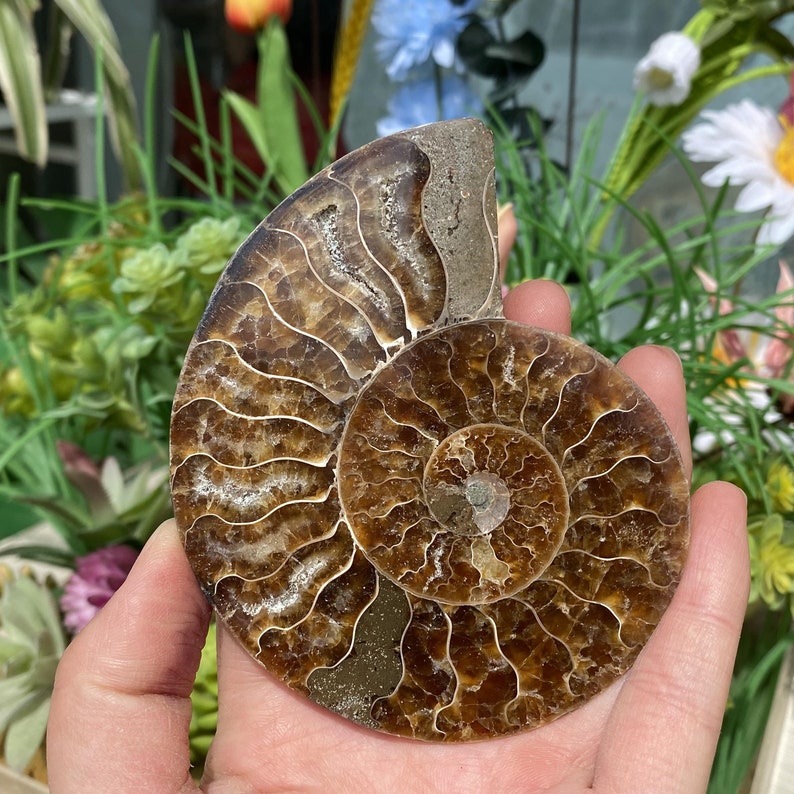 3.9''Natural Rare Ammonite Fossil Conch,Quartz Fossil,Fossil Specimen,Crystal Gifts,Reiki Heal,From Madagascar,Crystal Healing Gifts.