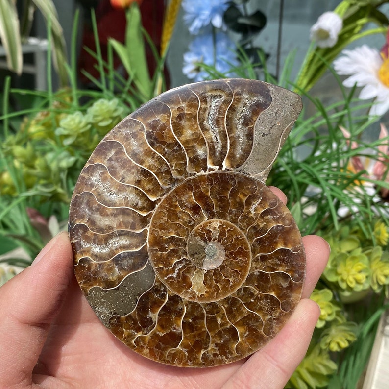 3.9''Natural Rare Ammonite Fossil Conch,Quartz Fossil,Fossil Specimen,Crystal Gifts,Reiki Heal,From Madagascar,Crystal Healing Gifts.