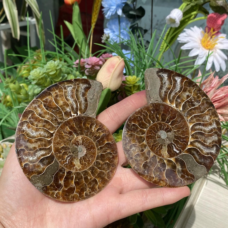 3.9''Natural Rare Ammonite Fossil Conch,Quartz Fossil,Fossil Specimen,Crystal Gifts,Reiki Heal,From Madagascar,Crystal Healing Gifts.