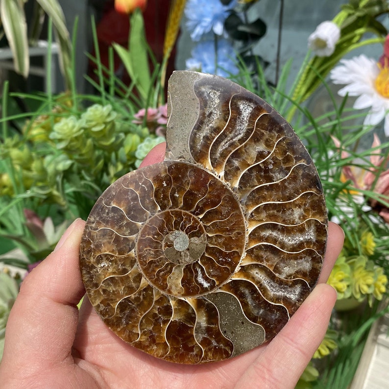 3.9''Natural Rare Ammonite Fossil Conch,Quartz Fossil,Fossil Specimen,Crystal Gifts,Reiki Heal,From Madagascar,Crystal Healing Gifts.
