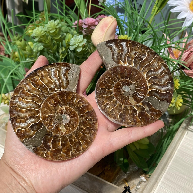 3.9''Natural Rare Ammonite Fossil Conch,Quartz Fossil,Fossil Specimen,Crystal Gifts,Reiki Heal,From Madagascar,Crystal Healing Gifts.