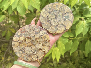 100g+ Natural Ammonite Fossil shell Plate Disk +Free Stand，Conch，Home Decor，Ornaments，Spiral shell Fossil，Fossil specimens，Reiki healing 1PC