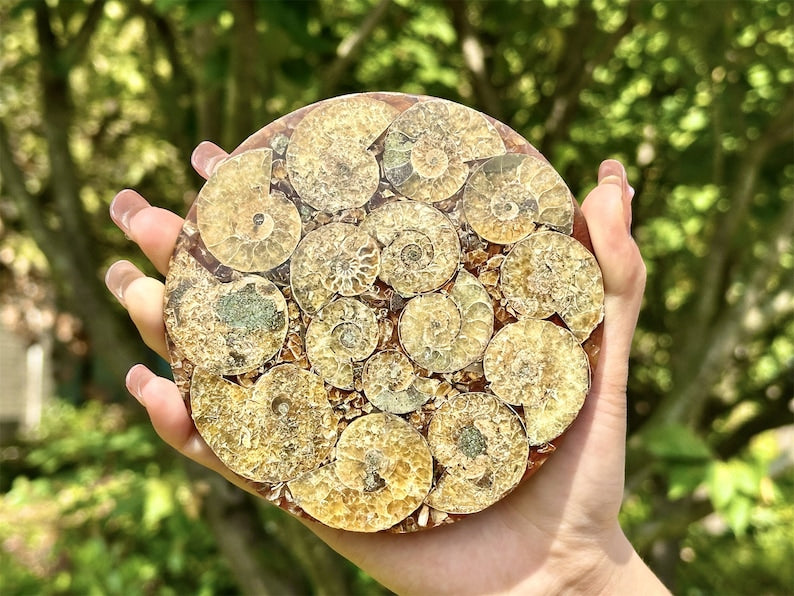 100g+ Natural Ammonite Fossil shell Plate Disk +Free Stand，Conch，Home Decor，Ornaments，Spiral shell Fossil，Fossil specimens，Reiki healing 1PC