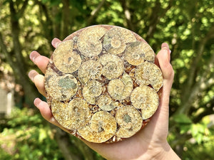 100g+ Natural Ammonite Fossil shell Plate Disk +Free Stand，Conch，Home Decor，Ornaments，Spiral shell Fossil，Fossil specimens，Reiki healing 1PC